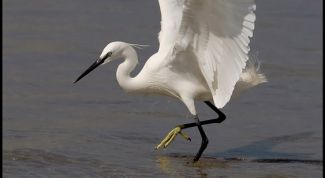 Картинка по теме - почему цапля стоит на одной ноге