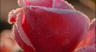 Картинка по теме - как засахарить цветы