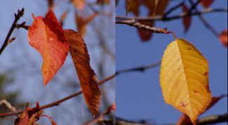 Картинка по теме - как нарисовать осенний пейзаж