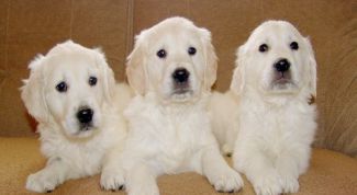 Картинка по теме - как сделать питомник