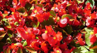 Картинка по теме - как осуществлять уход за бегонией