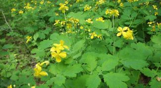 Картинка по теме - как использовать чистотел