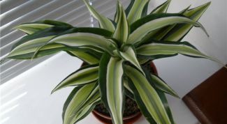 Картинка по теме - какой уход нужен драцене