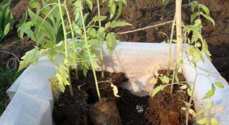 Картинка по теме - когда нужно сажать помидоры