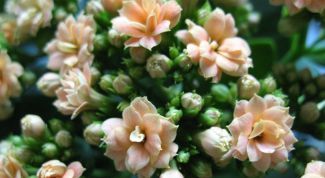 Картинка по теме - как обрезать каланхоэ