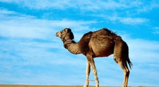 Картинка по теме - почему у верблюда горб
