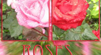 Картинка по теме - как написать надпись на картинках