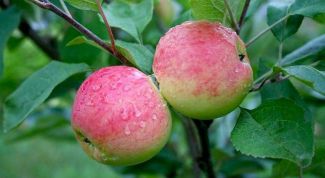 Картинка по теме - как вырастить яблоню из косточки