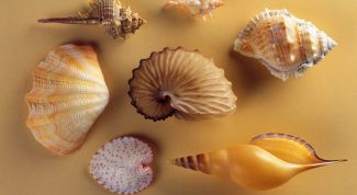 Картинка по теме - как сделать поделки из ракушек