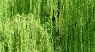 Картинка по теме - как определить иву