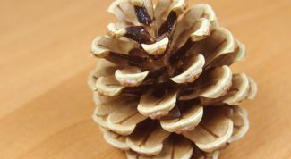 Картинка по теме - как сделать елку из шишек