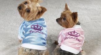 Картинка по теме - как одеть йорка