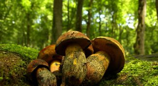 Картинка по теме - как засушить грибы