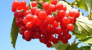 Картинка по теме - как применять калину