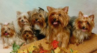 Картинка по теме - как вязать йоркширского терьера