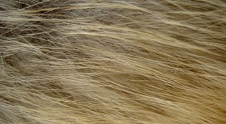 Картинка по теме - как почистить мех на воротнике