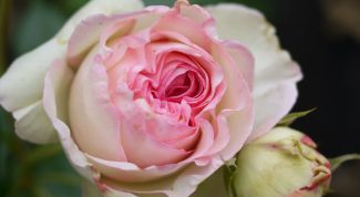 Картинка по теме - как сохранить розы в горшке