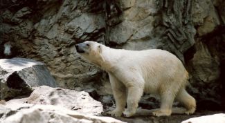 Картинка по теме - почему медведь зимой лапу сосет