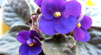 Картинка по теме - почему фиалки желтеют