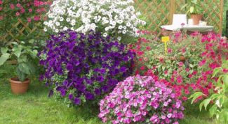 Картинка по теме - как вырастить каскадную петунию