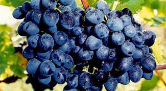 Картинка по теме - как вырастить саженцы винограда