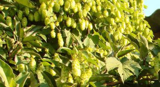 Картинка по теме - как заваривать шишки хмеля