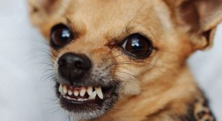 Картинка по теме - что делать, если покусала собака