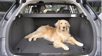 Картинка по теме - что делать, если собаку тошнит