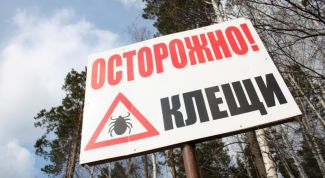 Картинка по теме - как распознать клеща