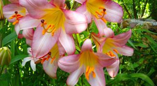 Картинка по теме - как сделать лилию из бумаги