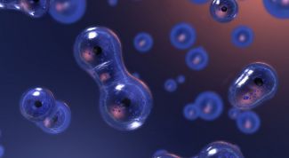 Картинка по теме - что такое жизненный цикл животной клетки