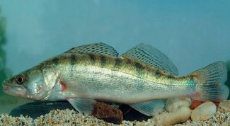 Картинка по теме - как солить икру судака