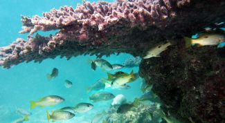 Картинка по теме - как снимать на подводные фотоаппараты