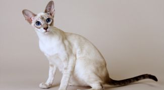 Картинка по теме - как собрать мочу у кота