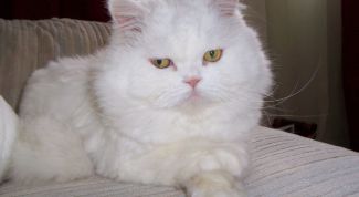 Картинка по теме - как диагностировать заболевания кошек
