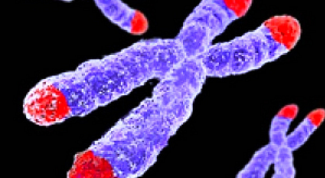 Картинка по теме - как происходит деление клетки
