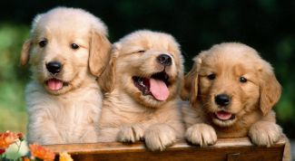 Картинка по теме - почему собаки высовывают язык