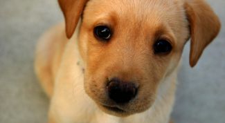 Картинка по теме - почему скулит собака