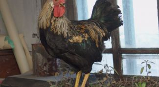 Картинка по теме - почему петухи кукарекают