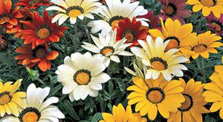 Картинка по теме - как вырастить гацанию