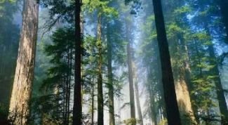 Картинка по теме - почему нужно охранять лес