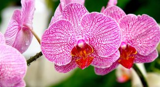 Картинка по теме - почему исчезают орхидеи
