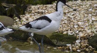 Картинка по теме - зачем нужно охранять биологическое разнообразие