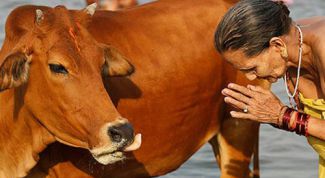 Картинка по теме - почему корова - священное животное