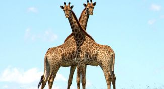 Картинка по теме - почему у жирафа длинная шея