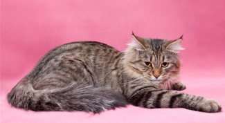 Картинка по теме - как отличить сибирскую кошку от кошек других пород