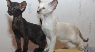 Картинка по теме - как ухаживать за ориентальной кошкой