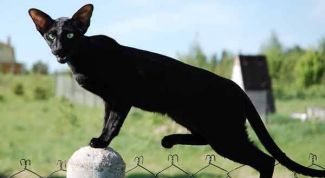 Картинка по теме - как отличить ориентальную кошку от других