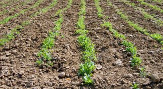 Картинка по теме - как сохранить влагу в почве