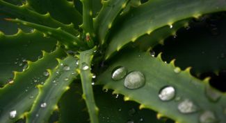 Картинка по теме - как срезать алоэ